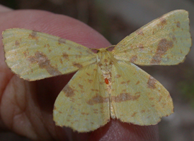False Crocus Geometer